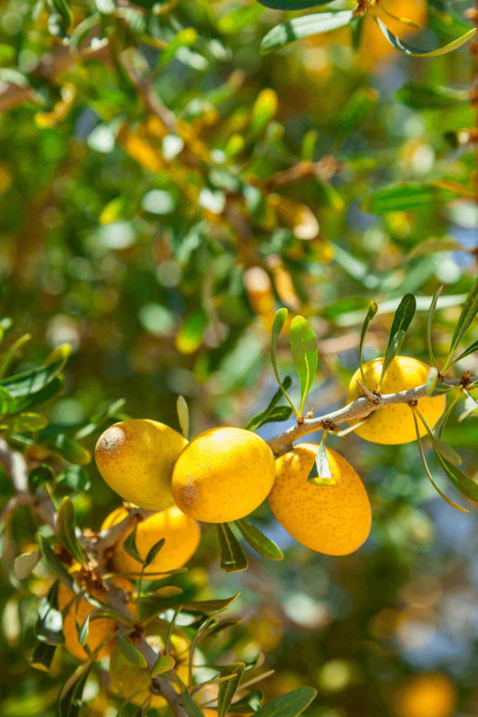 Argan oil comes from the seeds of the argan tree, which was known throughout Morocco as the Tree of Life.